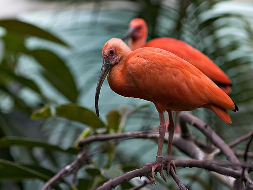 scarlet ibis facts 