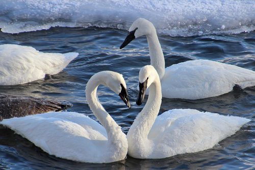 trumpeter swan facts 