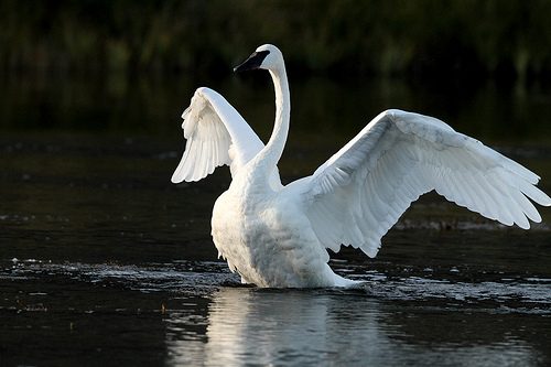 trumpeter swan facts 