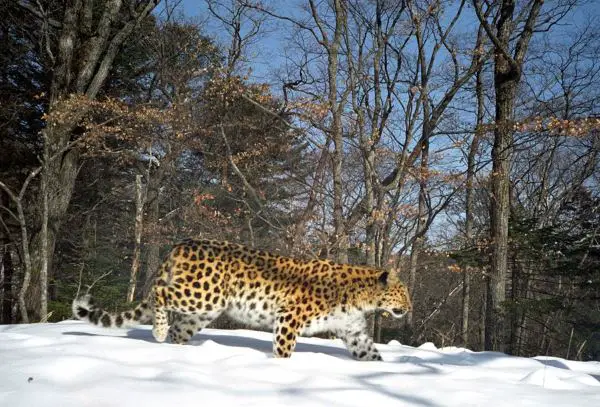 Amur leopard in snow