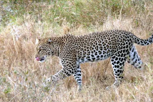 Leopard_(Panthera_pardus)
