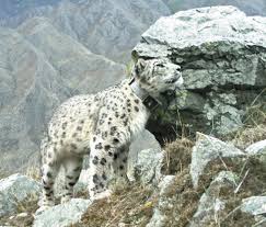 amur leopard habitat