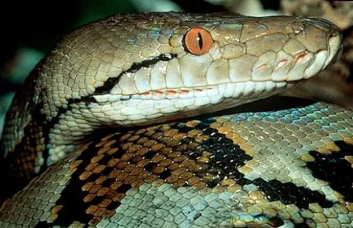 reticulated python facts