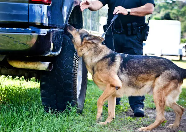 Signs of A Well-Trained K9