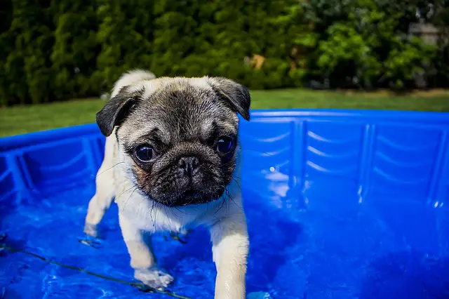pool for dogs