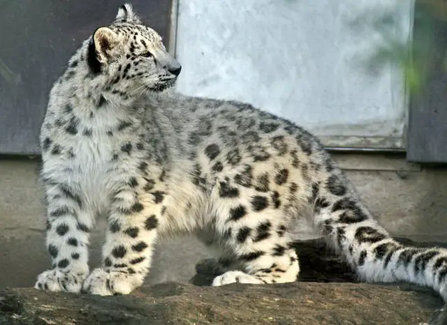 Facts about Snow Leopard - Snow leopard in zoo