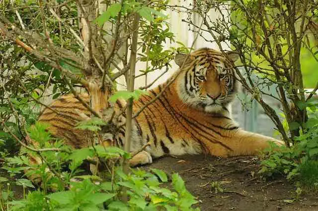 Facts about tigers - Tiger Zoo Predator Animal