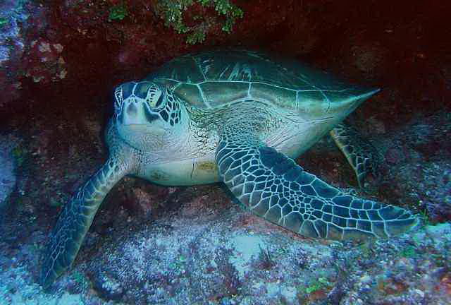 facts about sea turtle