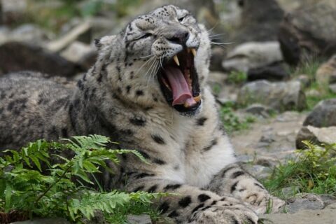 Snow Leopard Facts For Kids - Snow Leopard Habitat & Diet