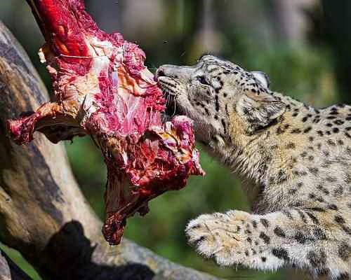 what do snow leopards eat