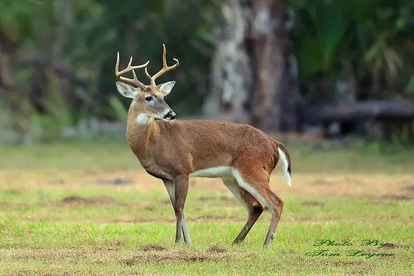 Virginia deer (Odocoileus virginianus)