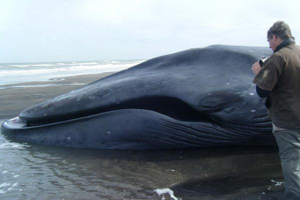 blue whale on beach