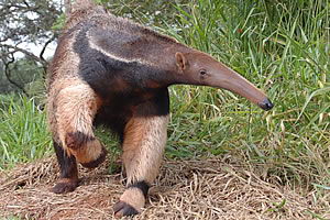 Anteater (Vermilingua)