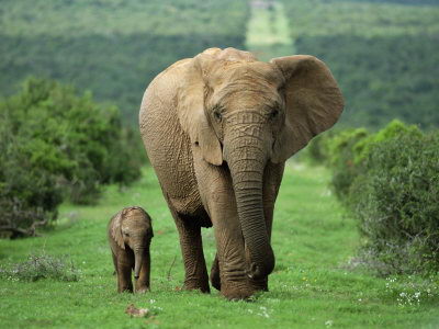 elephant - baby elephant