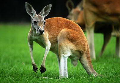 Kangaroo (Macropodidae)