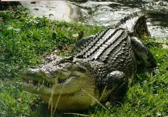 Saltwater Crocodile Facts - Saltwater Crocodile