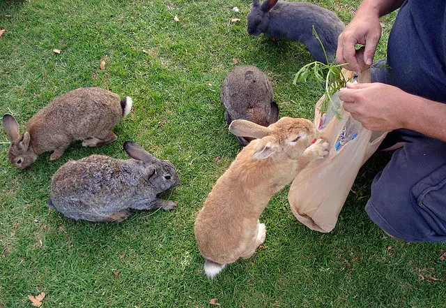 Fedding rabbits - What do rabbits eat