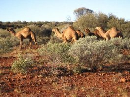 Camel Facts For Kids | Interesting Facts about Camels Diet & Habitat