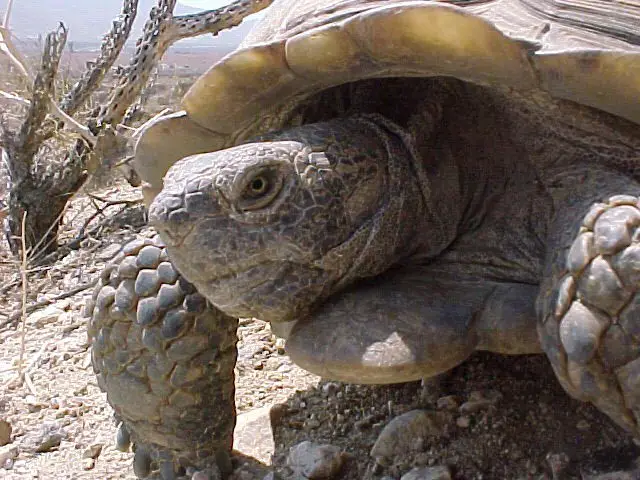 Desert Tortoise (Gopherus agassizii)