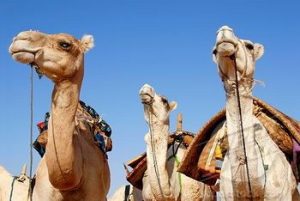 What Do Camels Eat in the Desert - Camel Diet