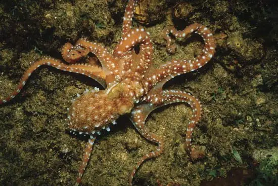 Octopus (Octopoda)