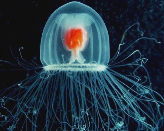 Jellyfish (Scyphozoa)