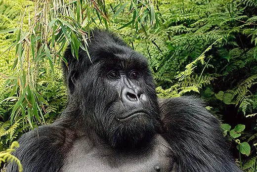 mountain gorilla facts