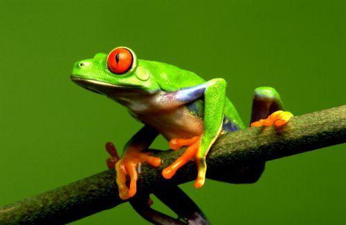 red eyed tree frog pictures