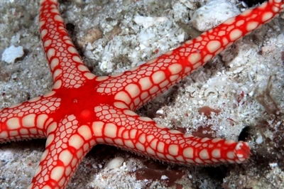 starfish facts for kids