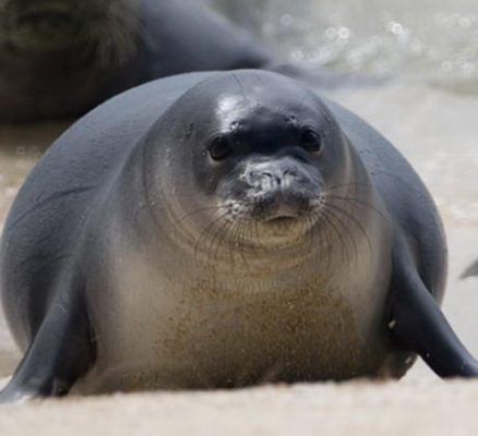 Hawaiian Monk Seal Facts | Hawaiian Monk Seal Habitat & Diet