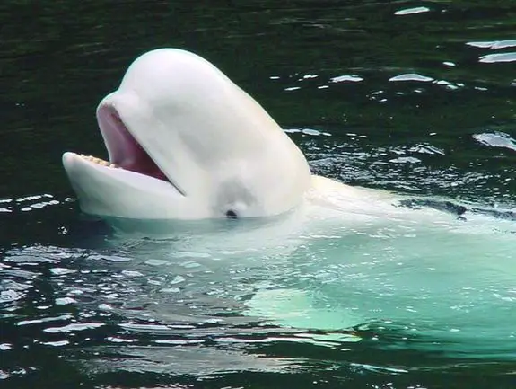 White Whale (Delphinapterus leucas)