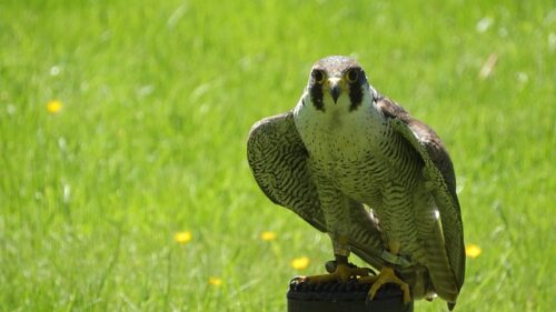 Peregrine Falcon Facts For Kids | Peregrine Falcon Diet & Habitat