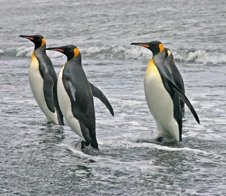 King Penguin Facts For Kids | King Penguin Diet & Habitat