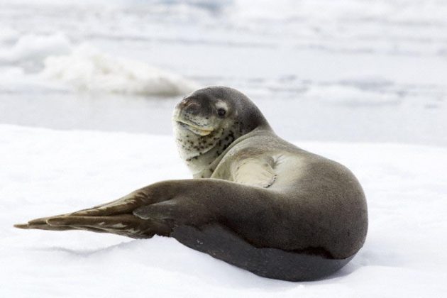 Leopard Seal Facts | Leopard Seal Diet & Habitat