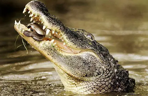 common crocodile (Crocodylus niloticus)