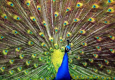 Peacock Facts for Kids