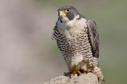 Duck Hawk (Falco peregrinus)
