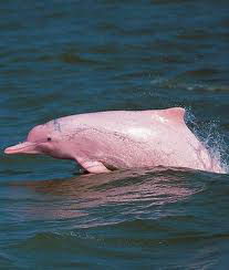 Indo-Pacific humpback dolphin(Sousa chinensis chinensis)