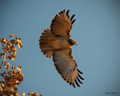 red tailed hawk facts for kids