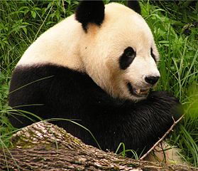 Panda - Facts about endangered animals