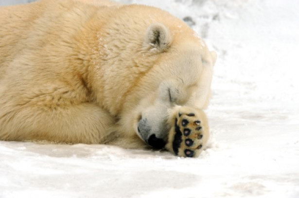 Polar bear is sleeping - adaptations of a polar bear