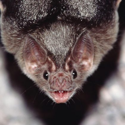 Bat Facts For Kids | Bats Diet and Habitat