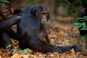 Why are Chimpanzees Endangered | Endangered Apes