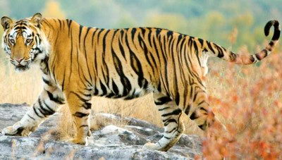 wildlife conservation efforts in India