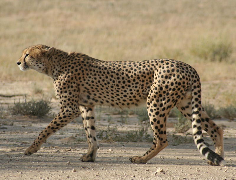 why are cheetahs endangered