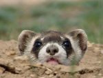 Black Footed Ferret Facts For Kids | Top 10 Interesting Facts About ...