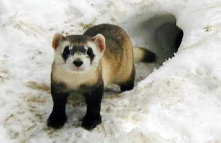black footed ferret facts for kids