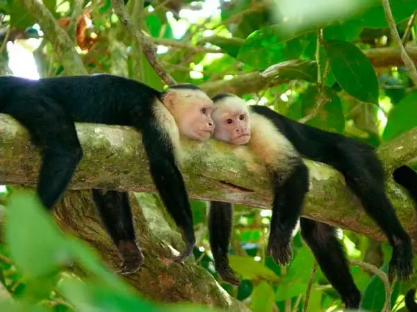 capuchin monkey facts