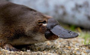 duck billed platypus facts