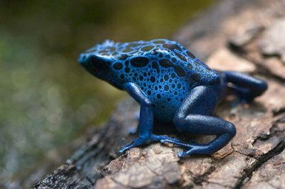 poison dart frog facts for kids